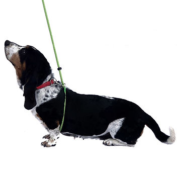 Not So Fast Rover Belly Hugger