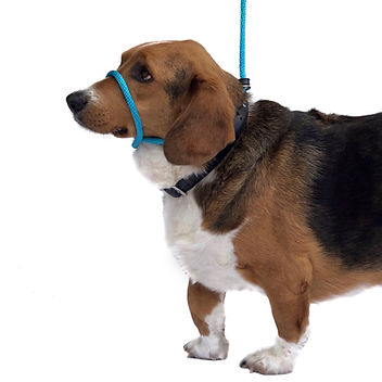 Not So Fast Rover Head Halter